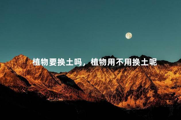 植物要换土吗，植物用不用换土呢
