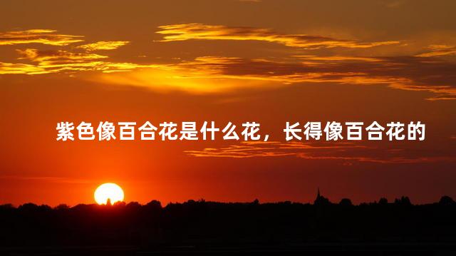 紫色像百合花是什么花，长得像百合花的紫色花是什么花