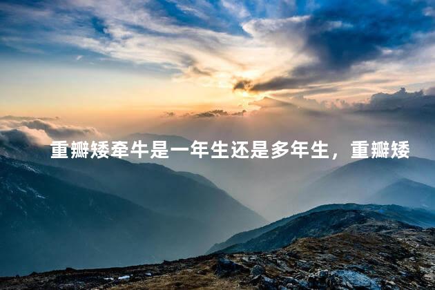 重瓣矮牵牛是一年生还是多年生，重瓣矮牵牛是多年生吗