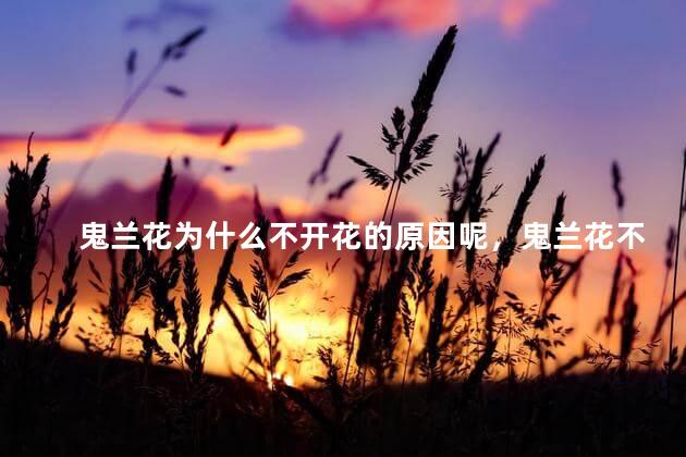 鬼兰花为什么不开花的原因呢，鬼兰花不开花原因是什么