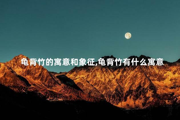 龟背竹的寓意和象征,龟背竹有什么寓意和象征